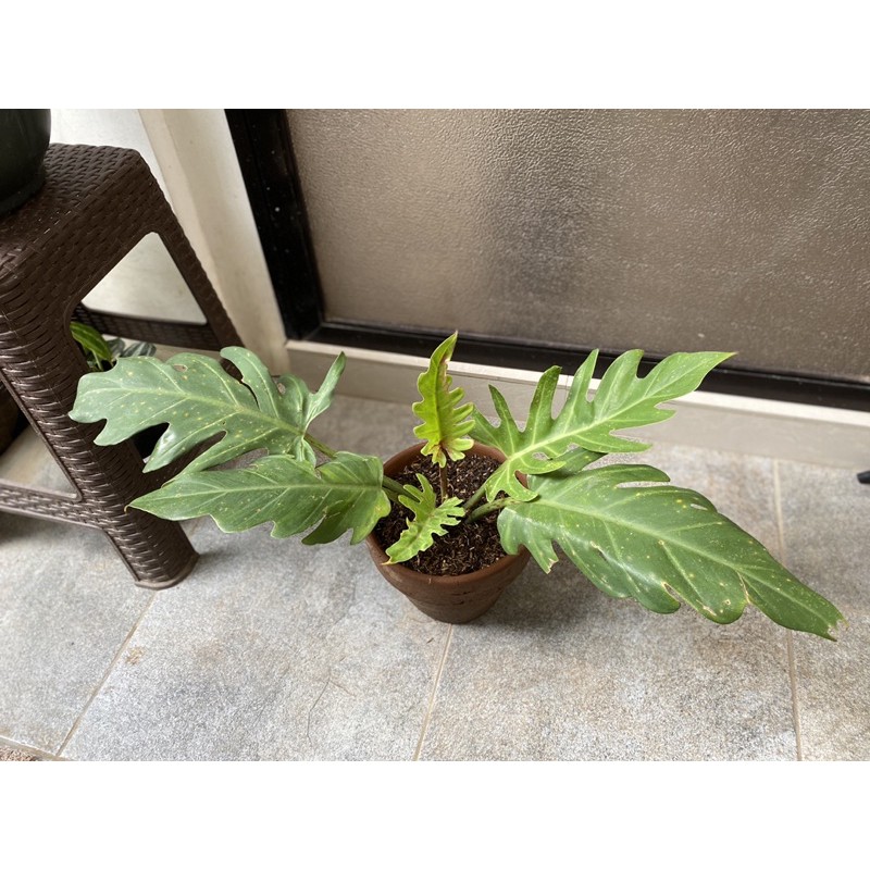 Philodendron Olympiad Shopee Philippines