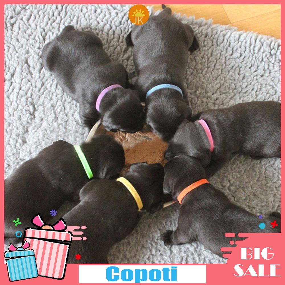 puppy id collar