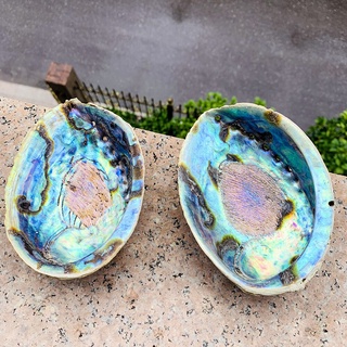 13-15CM Abalone Shell Natural Large Sea Shells Beach Decor Soap Dish Jewelry DIY Shell Nautical Home #1