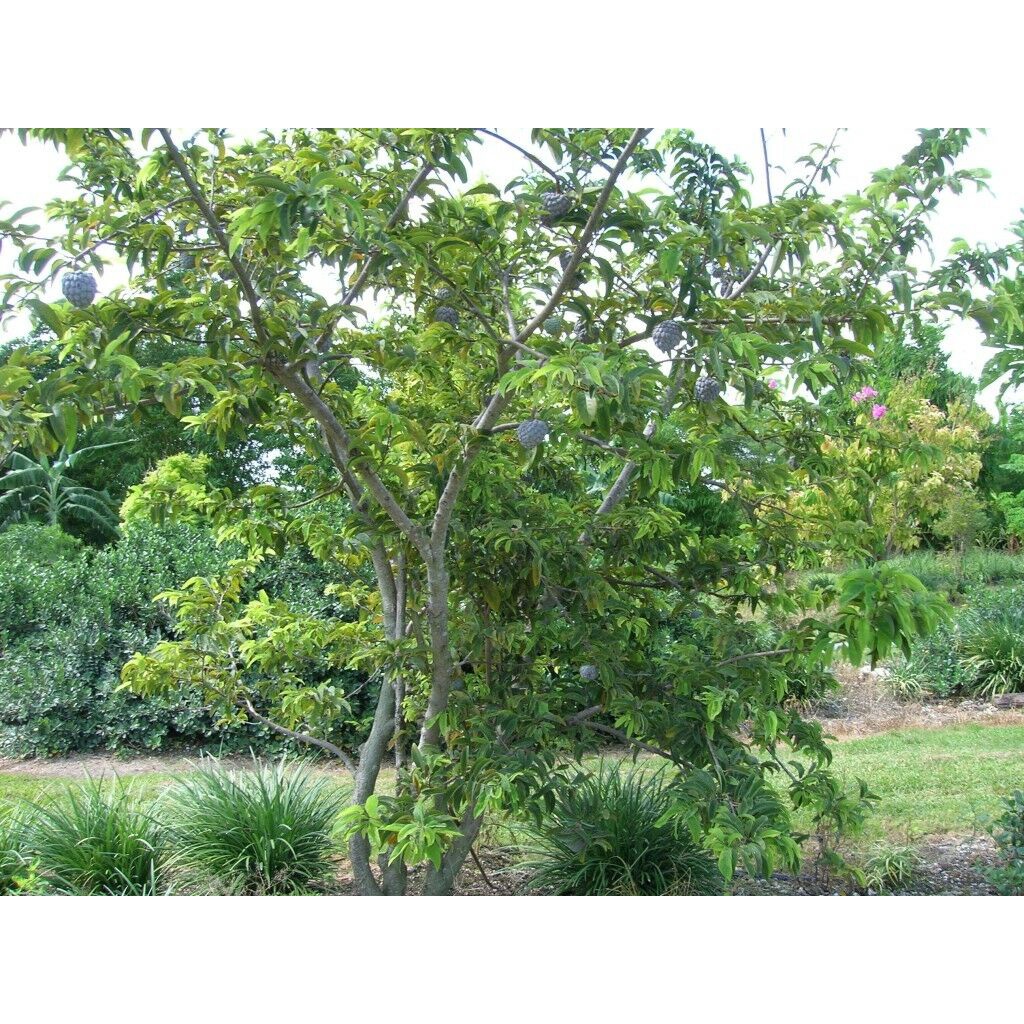 Annona Squamosa 10 Seeds, Sugar Custard Apple Sweetsops Fruit Tree Shrub