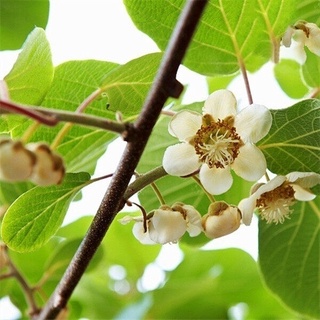 Philippines Ready Stock 300Pcs KIWI Seeds Actinidia Vine Seeds Fruit Seeds Flower Seeds Vegetable Bo #6