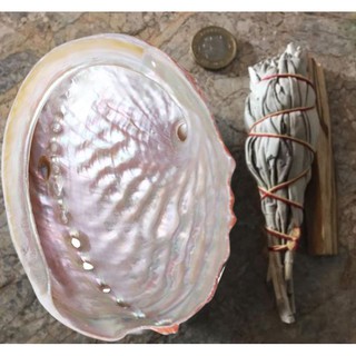 Large Natural Orange Unpolished Abalone Shell for Smudging Sage Stick Palo Santo 13-15CM