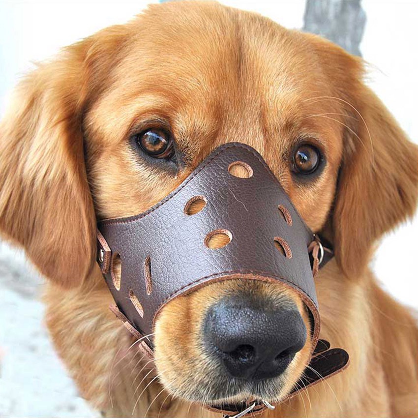 can a dog drink water through a muzzle