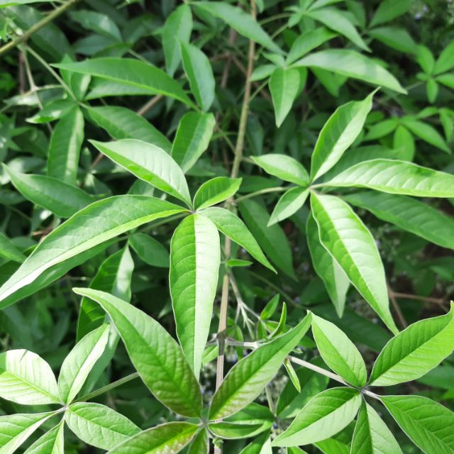 lagundi-plant
