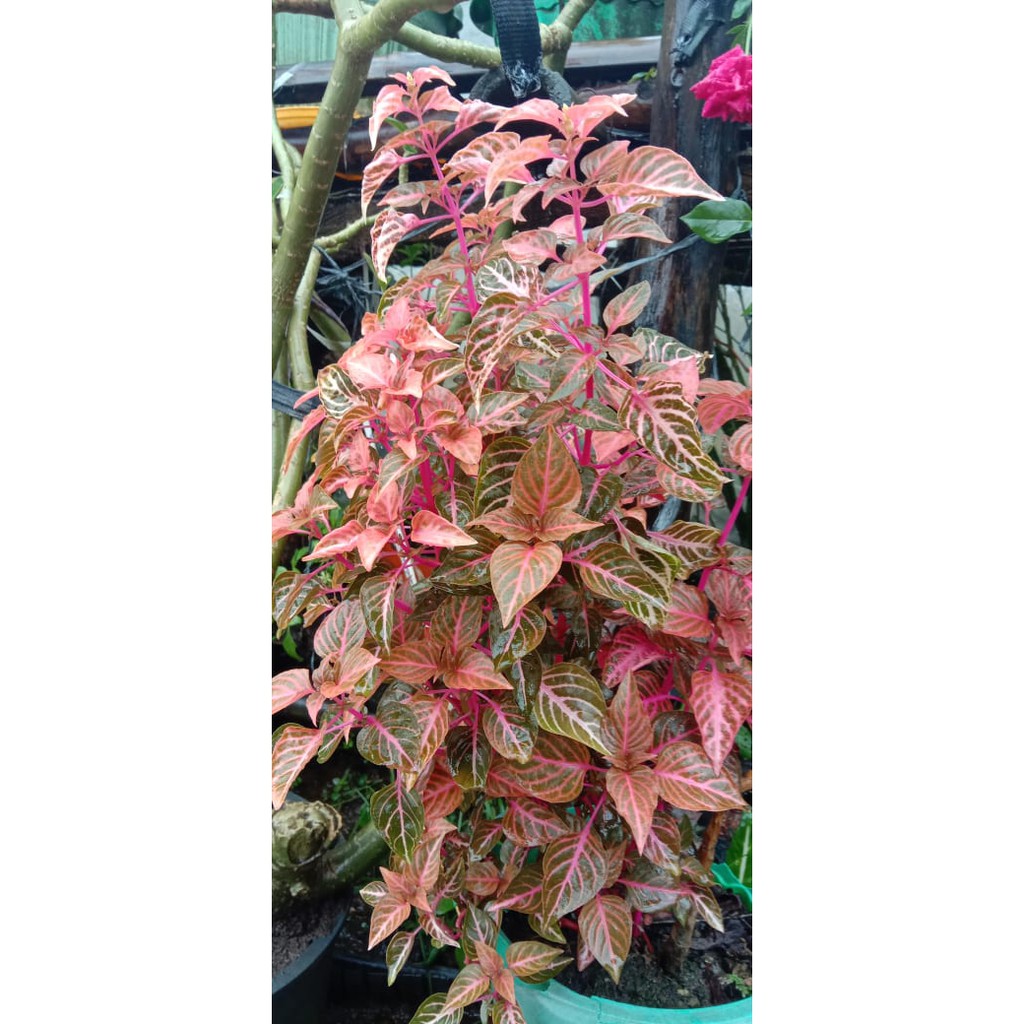 IRESINE BLOODLEAF HERBSTII INDOOR OUTDOOR PLANT REAL OR LIVE PLANT