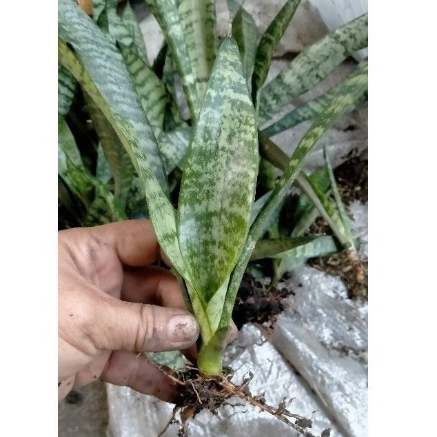 SNAKE PLANT UPROOTED medium size Shopee Philippines