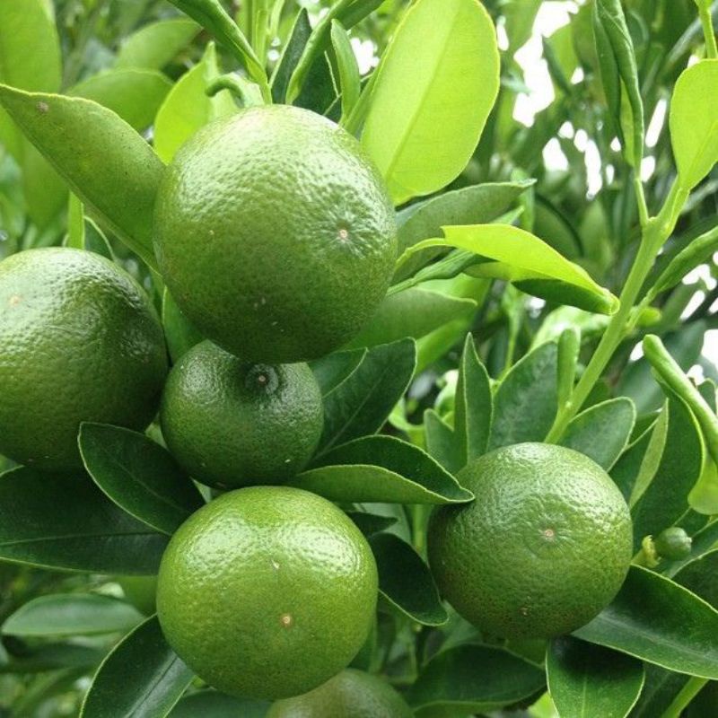 Dwarf calamansi trees for sale