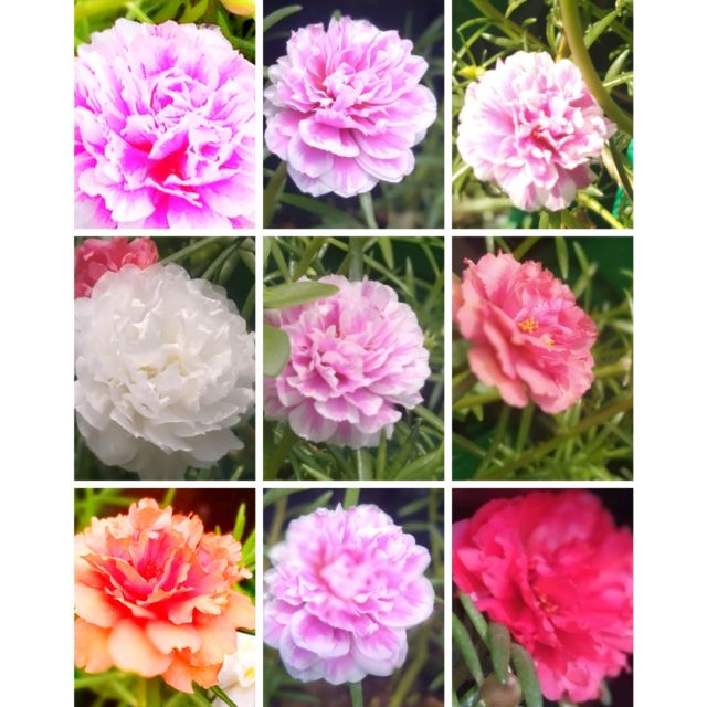 Vietnam Rose Portulaca Grandiflora 30 Cuttings Shopee Philippines