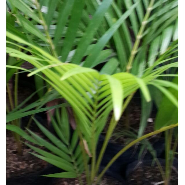 Areca Palm Dypsis Lutescens Shopee Philippines