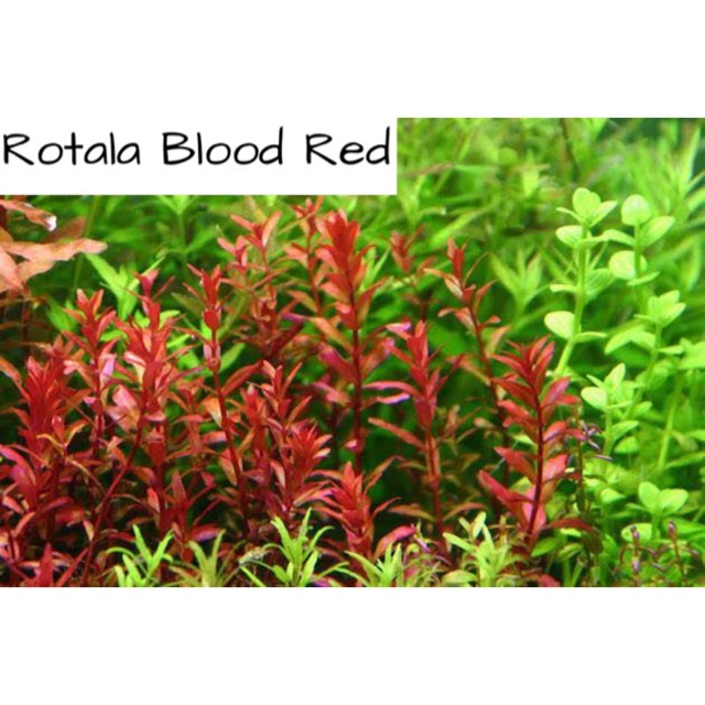 red aquarium plants
