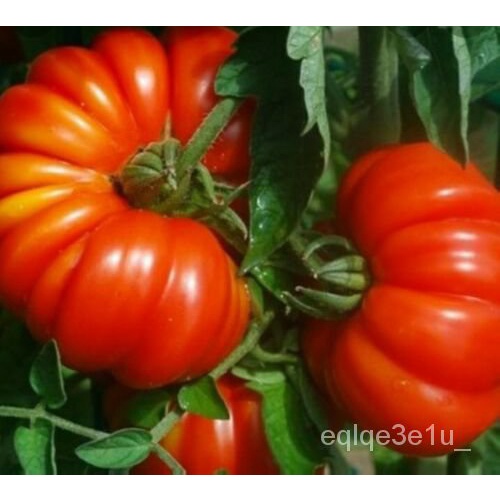 High quality seeds Beefsteak Tomato Pomodoro COSTOLUTO DI PARMA 25