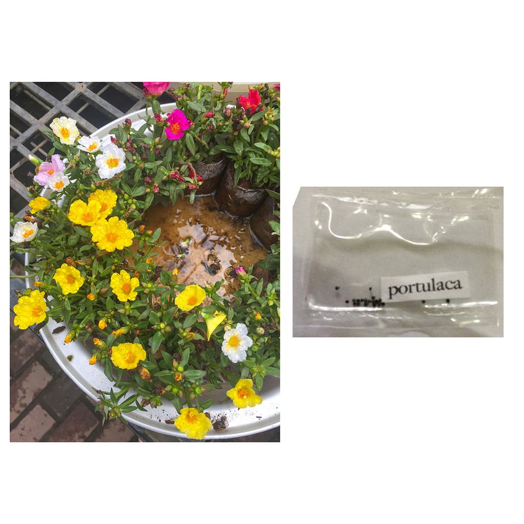 Portulaca Flower Seeds Shopee Philippines