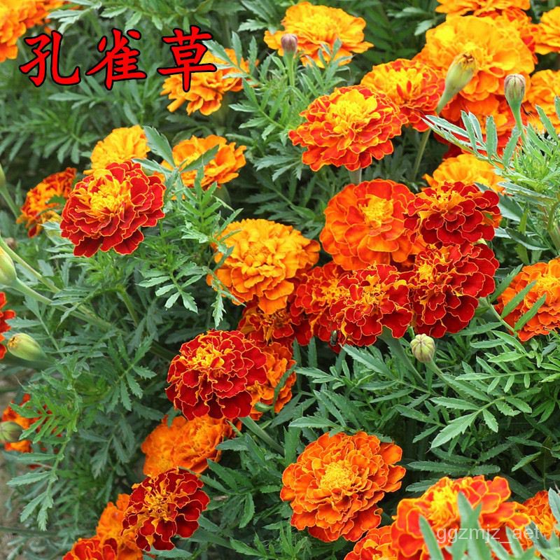 Mixed Seeds Marigold Flower Seeds for Sale 100 seedspack, Mix Color Gardening Flower Seed Bonsai Se