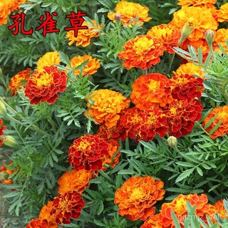 Mixed Seeds Marigold Flower Seeds for Sale 100 seedspack, Mix Color Gardening Flower Seed  Bonsai Se #2