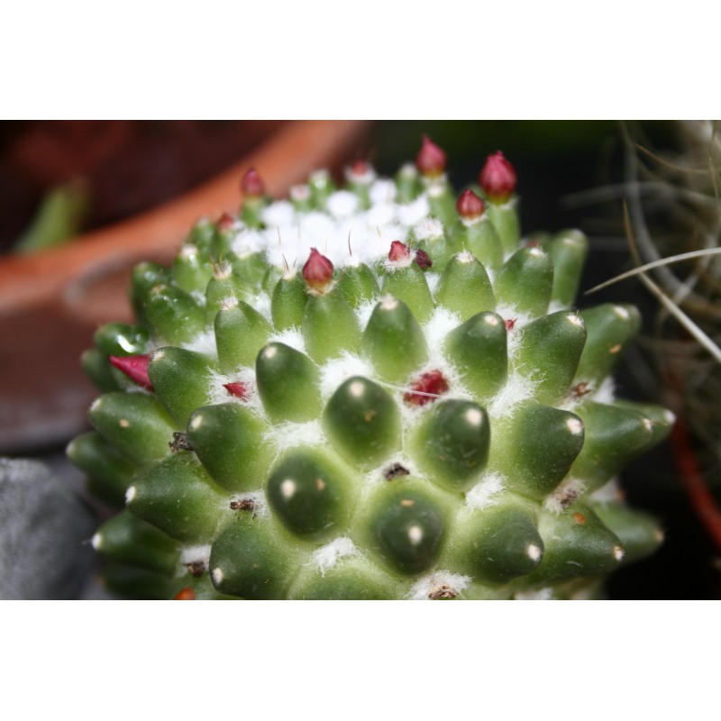 Bare rooted Mammillaria magnimamma Toluca Cactus Plant