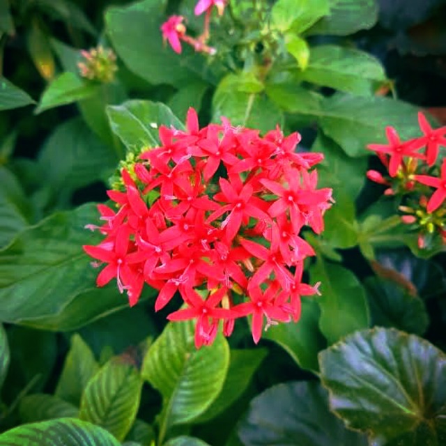 Dwarf Red Santan Cuttings Shopee Philippines