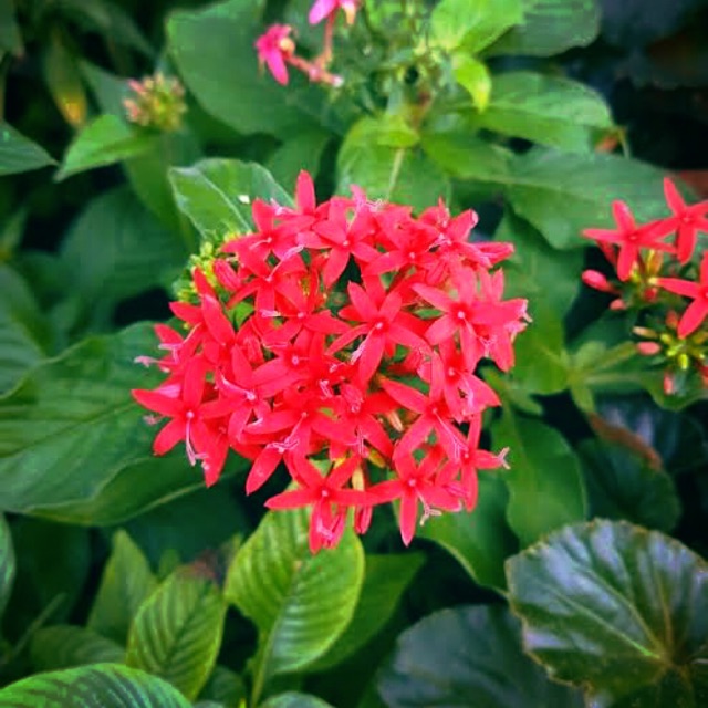 dwarf-red-santan-cuttings-shopee-philippines