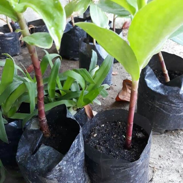 Insulin Plant Seedling Shopee Philippines