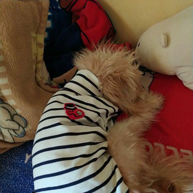 comme des garcons dog shirt