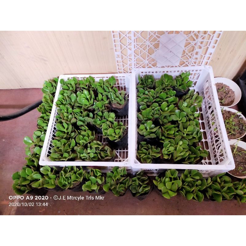 Jade Plant Red Tips Money Plant Shopee Philippines