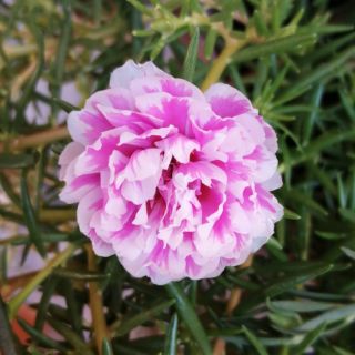 Vietnam Rose Assorted colors. 30 cuttings | Shopee Philippines