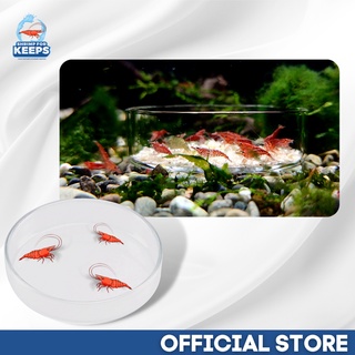 Premium Glass Aquarium Feeding Dish Prevents Planaria From Left Over Food For Dwarf Shrimps, Fish