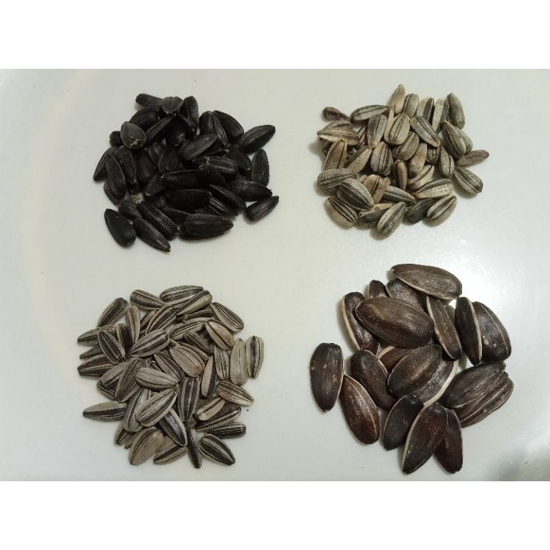 Sun Flower Seeds 4 types of seeds20 seeds per Pack Shopee Philippines