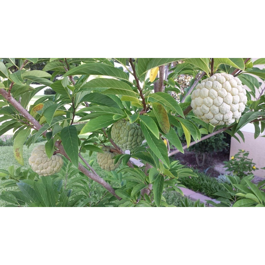 Annona Squamosa 10 Seeds, Sugar Custard Apple Sweetsops Fruit Tree Shrub