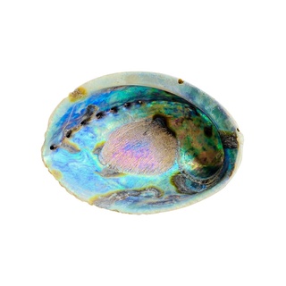 13-15CM Abalone Shell Natural Large Sea Shells Beach Decor Soap Dish Jewelry DIY Shell Nautical Home #7