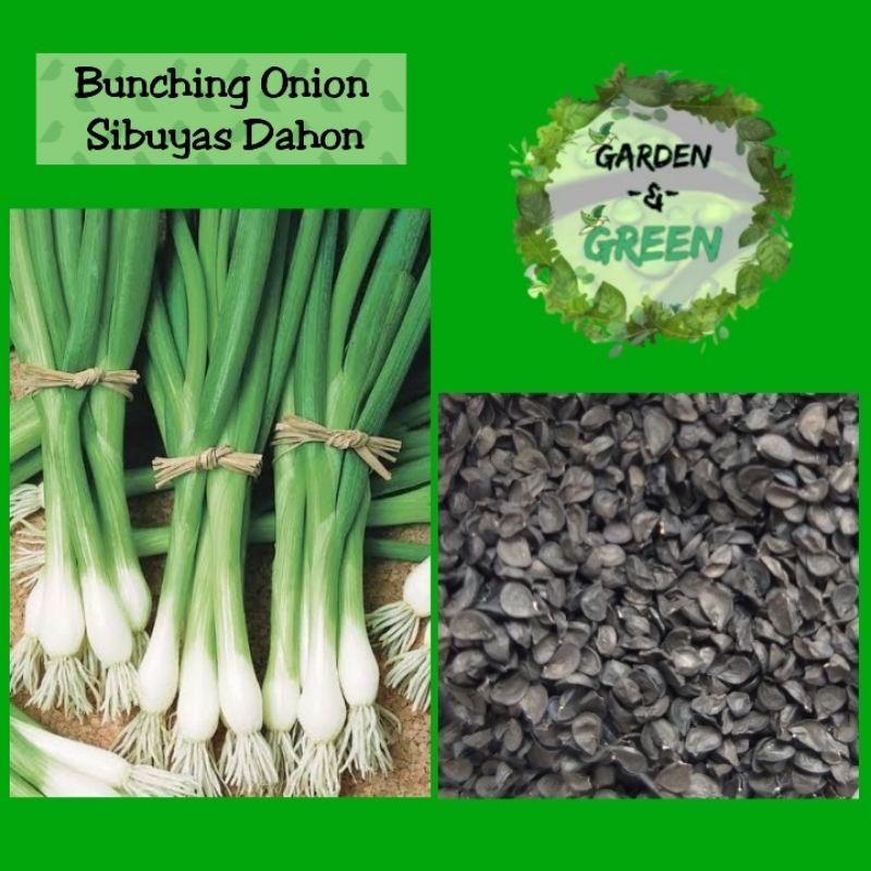 Bunching Onion Sibuyas Dahon 20seeds Shopee Philippines