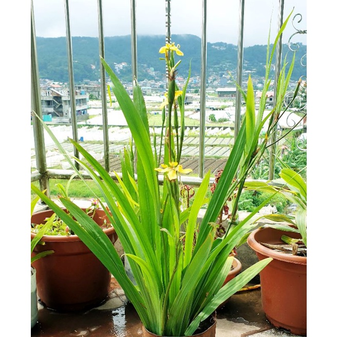 Yellow Walking Iris, Neomarica, Live Plant (Farmer's Daughter)