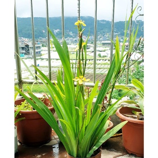 Yellow Walking Iris, Neomarica, Live Plant (Northern Highlands) #2