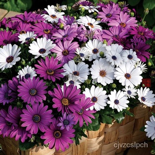 Factory direct sales Philippines Ready Stock 100 PCS South African Marigold Seeds Fruit Seeds Flower #1