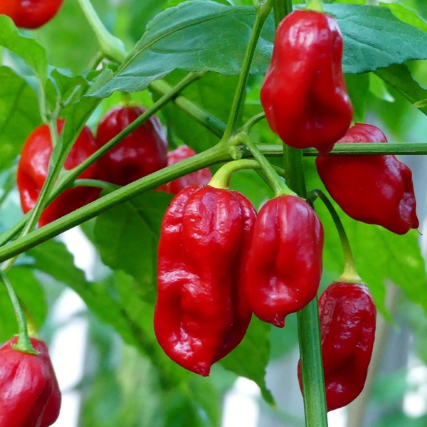 Naga Viper Pepper Seeds - Pepper Naga Viper Seeds | Shopee Philippines