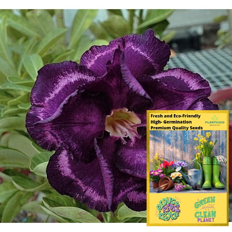Adenium Seeds Dark Purple FZ03 High germination Flower Plant seeds