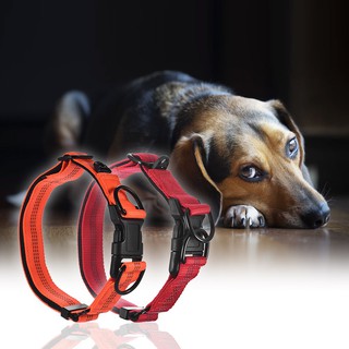 Pet Dog Collar Anti Flea Ticks 