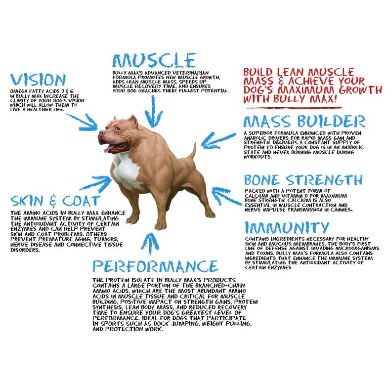 how can i help my dog build muscle