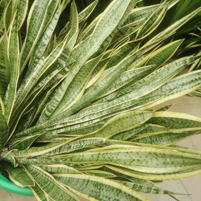 SNAKE PLANT UPROOTED (Tall 34ft) Shopee Philippines