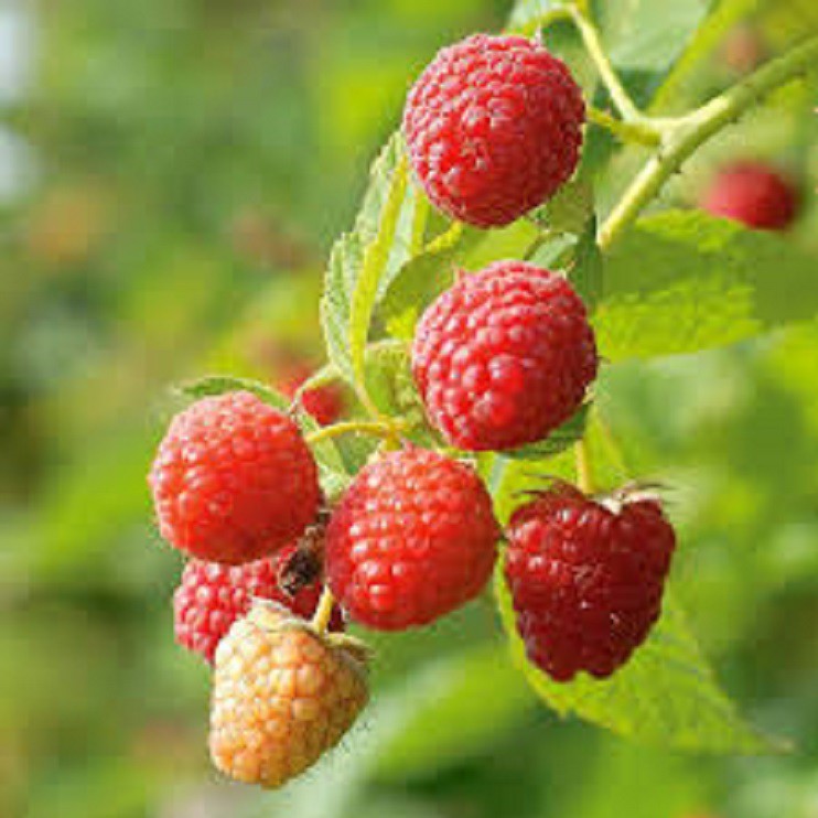 RASPBERRY SEED`S RED VARIETY Shopee Philippines