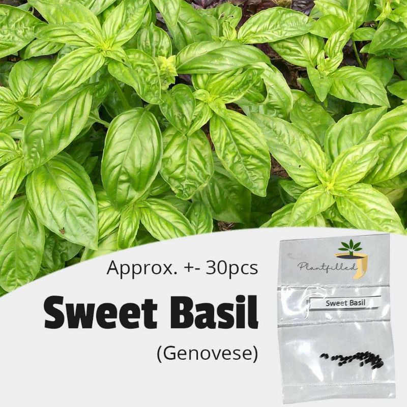 [Plantfilled] Sweet Basil (Genovese) Seeds Shopee Philippines
