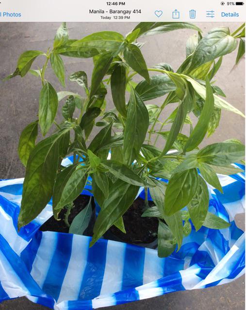 Serpentina Herbal Plant Shopee Philippines