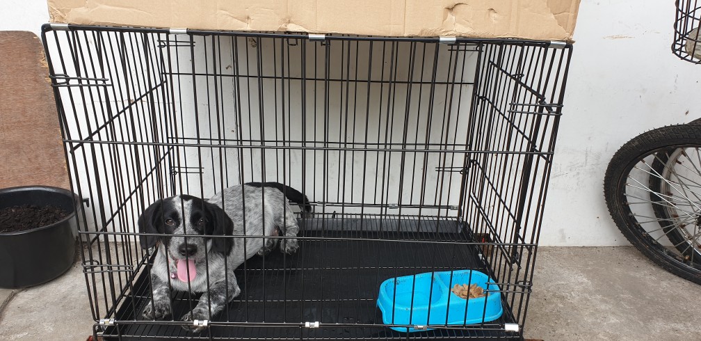 dog cage size for labrador