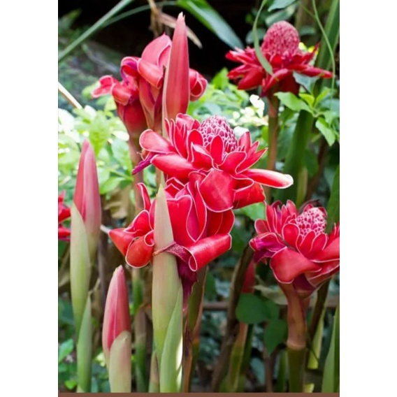 TorchGinger Plant/Bulb Only Shopee Philippines