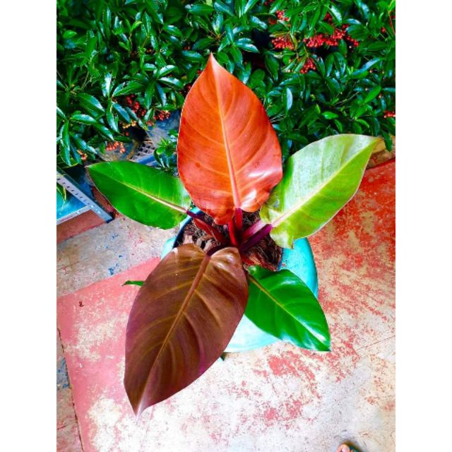 Philodendron TriColor Shopee Philippines Philodendron TriColor Shopee Philippines
