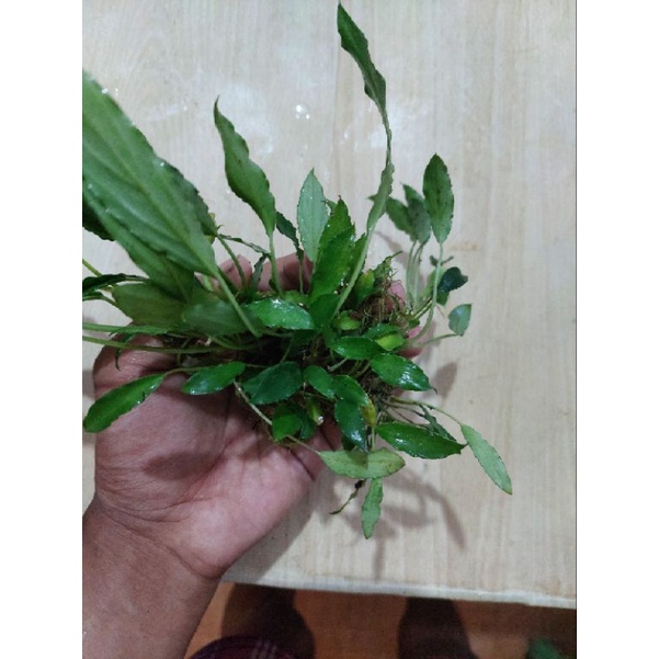 Schismatoglottis prietoi / Phillippine Anubias #2