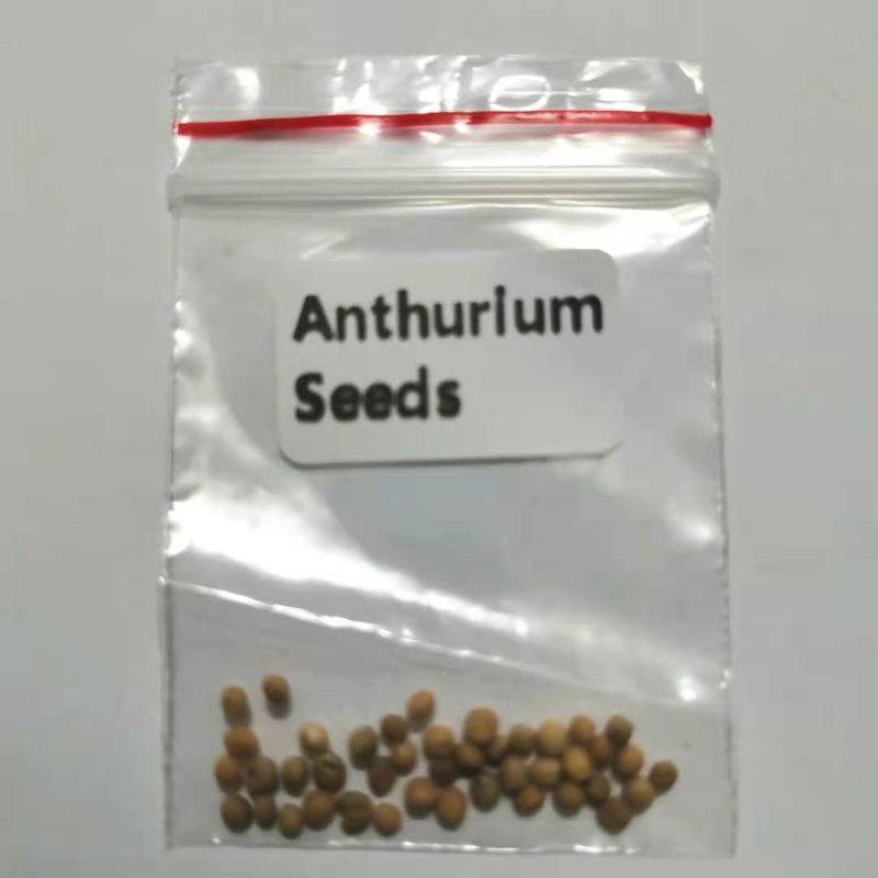 Anthurium Flower Bonsai Seeds20 SeedsPerennial PlantsVariety Different 