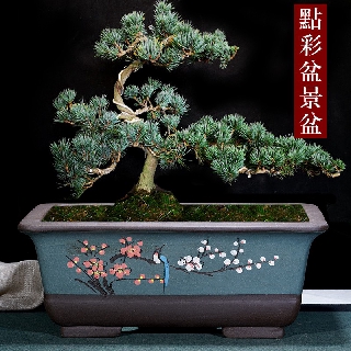 Purple Sand Flower Pot  Begonia Bonsai  Pot  Shopee  Philippines