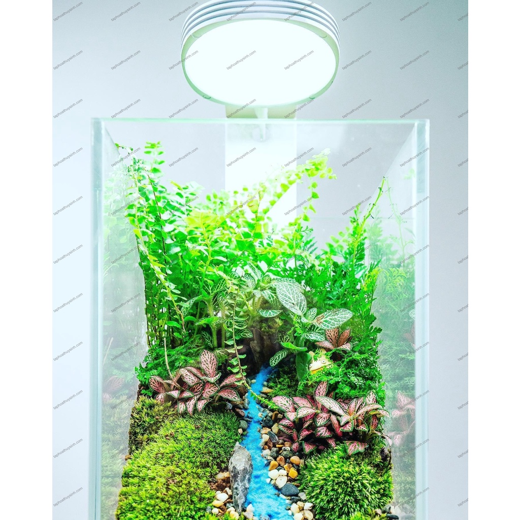 Chihiros Magnetic Lamp + Wabi Kusa Stand Light Set For mini Aquarium And Semi-Dry Tank #5