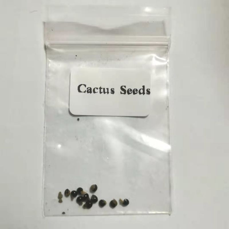 10pcs Cactus Seeds Bonsai Perennial Rare Succulent Plants Office #SY044