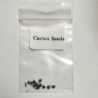 10pcs Cactus Seeds Bonsai Perennial Rare Succulent Plants Office #SY044 #2
